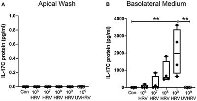 Rhinovirus Induces Basolateral Release of IL-17C in Highly Differentiated Airway Epithelial Cells